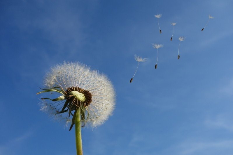 Close-up of dandelion in blue sky