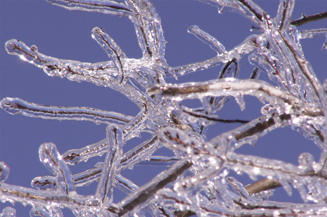 A close-up of ice-covered branches.