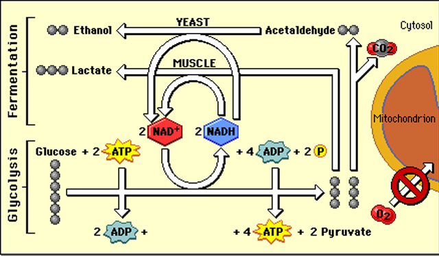 A process chart on a yellow background with thick white arrows shows the process of fermentation.