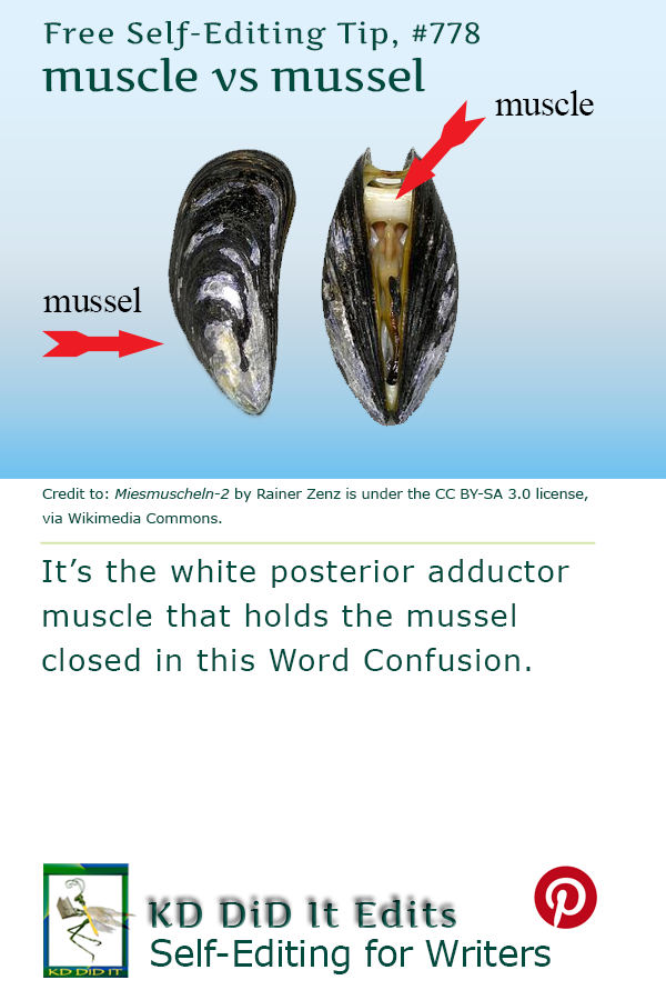 Pinterest pin for Muscle versus Mussel